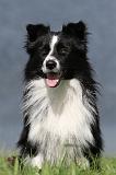 BORDER COLLIE 717